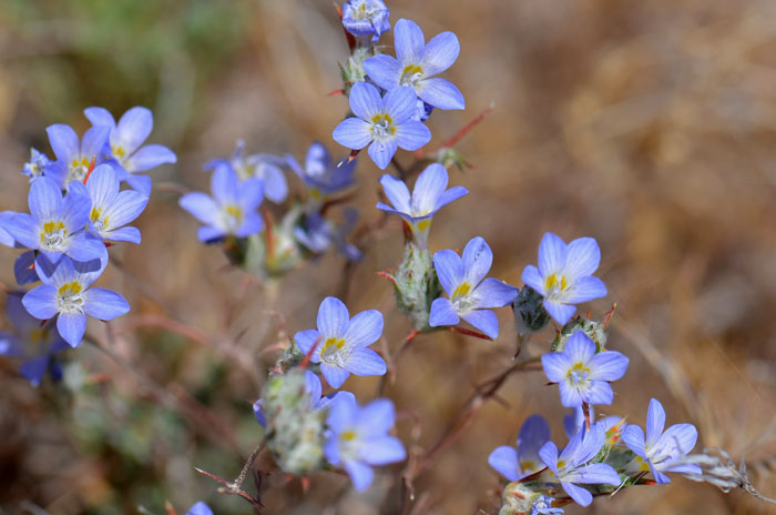 Eriastrum diffusum, Miniature Woollystar